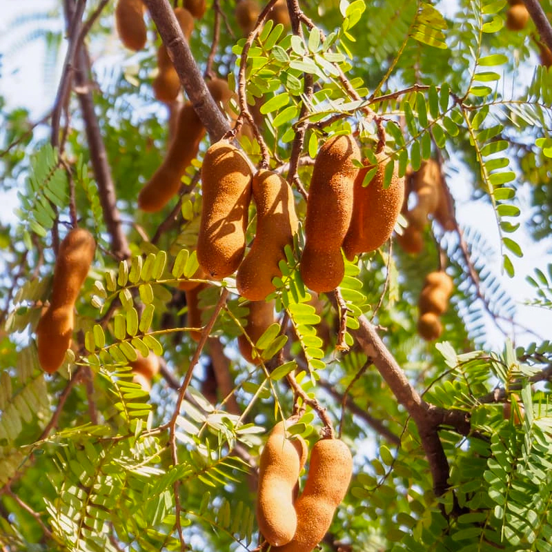 tamarind