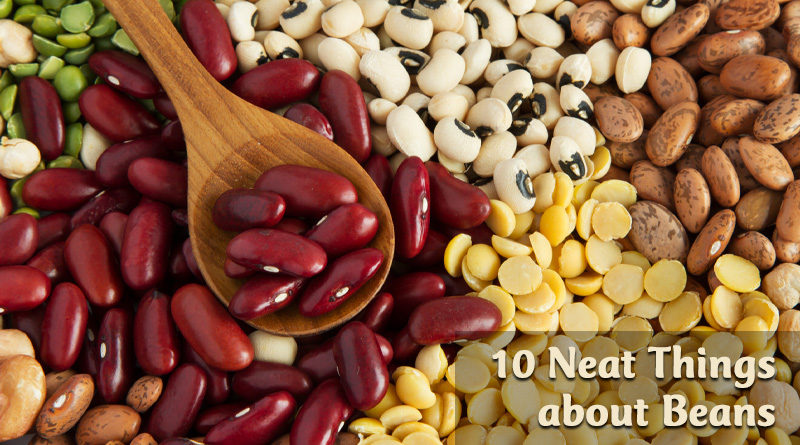 10 Neat Things about beans