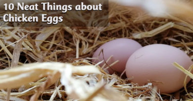 10 Neat Things about Chicken eggs