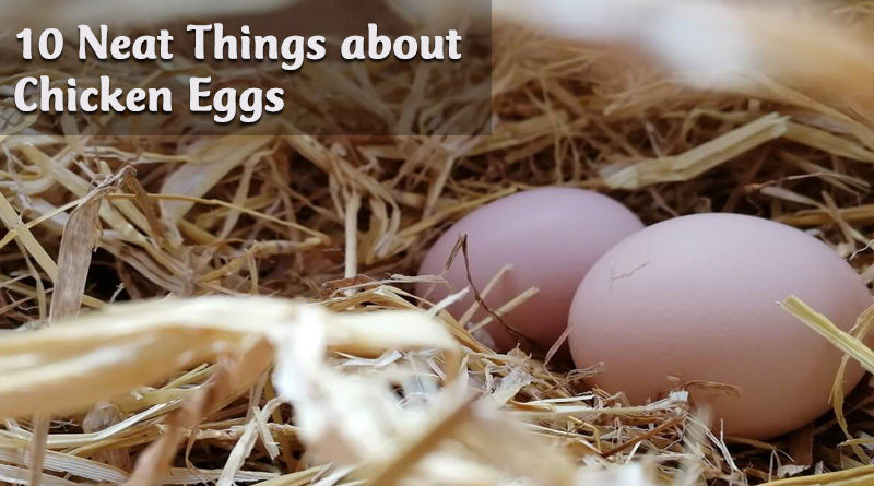 10 Neat Things about Chicken eggs