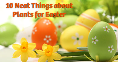 10 Neat Things about Plants for Easter