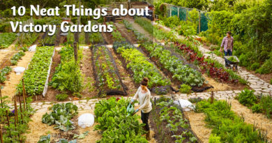 10 Neat Things about victory gardens