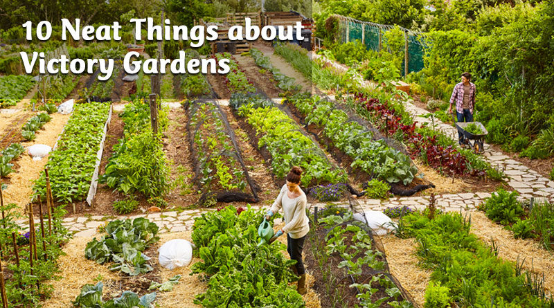 10 Neat Things about victory gardens
