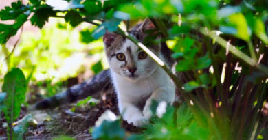 Keeping Cats out of the Garden