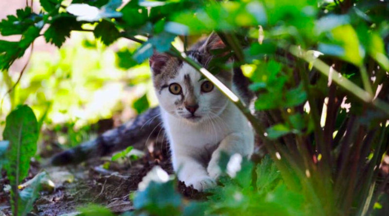 Keeping Cats out of the Garden