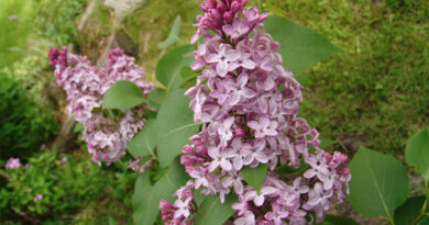 lovely lilacs