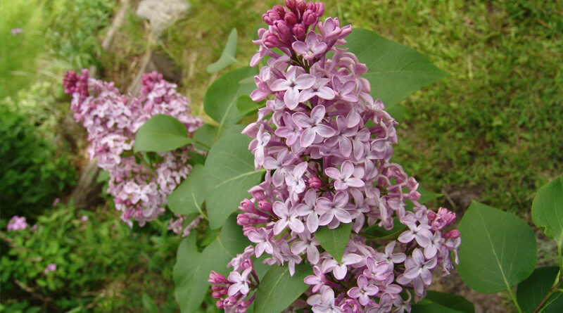 lovely lilacs