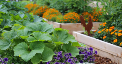 planting companions