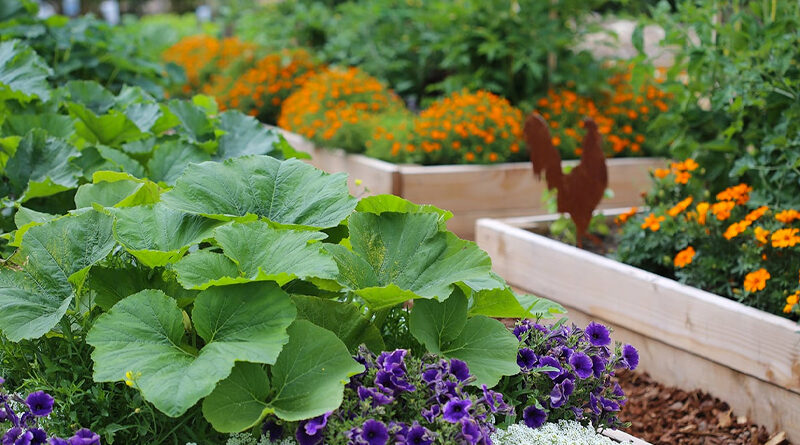 planting companions