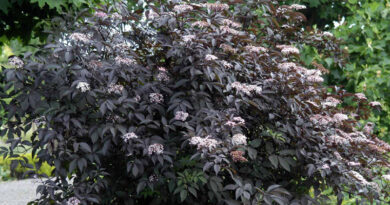 garden shrubs