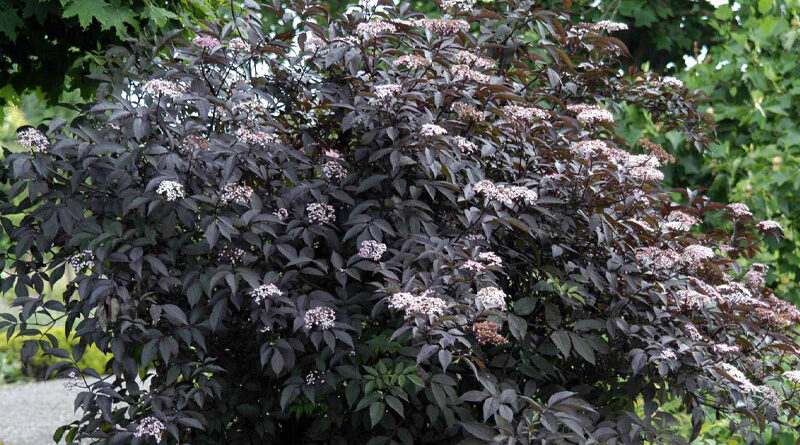 garden shrubs