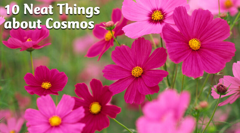 10 Neat Things about cosmos