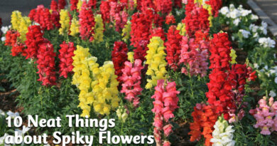 10 neat things about spiky flowers