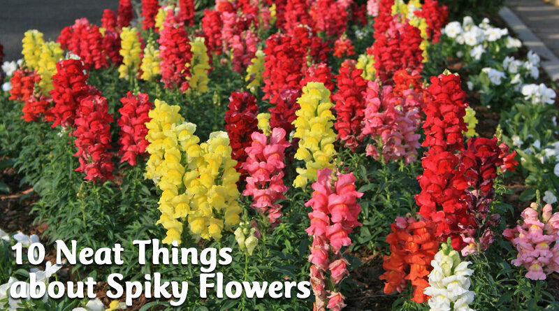 10 neat things about spiky flowers