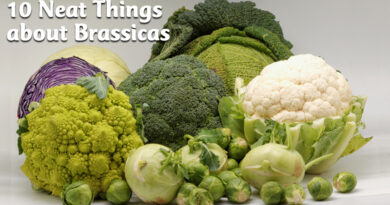 10 neat things about brassicas