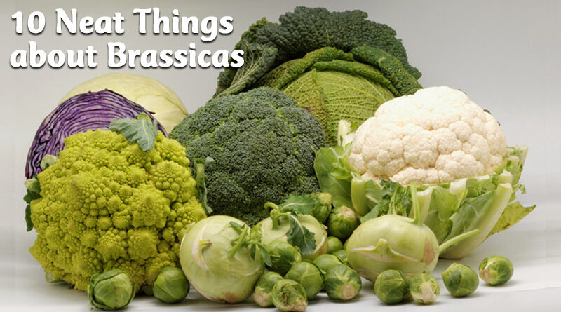 10 neat things about brassicas
