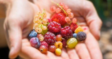 berries in the garden
