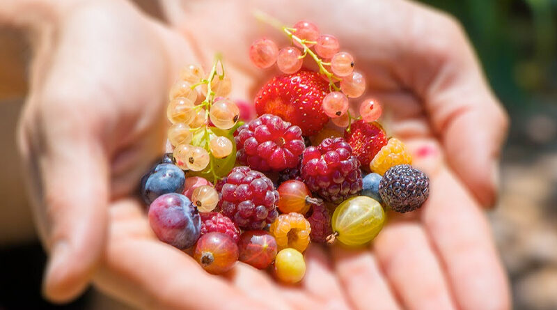 berries in the garden