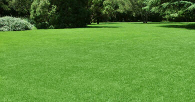 grass for your lawn