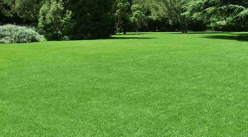 grass for your lawn