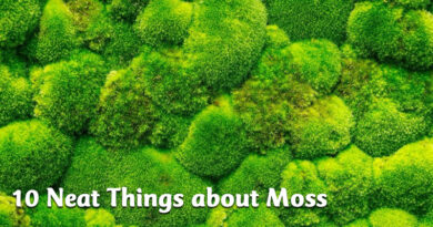 10 Neat Things about Moss