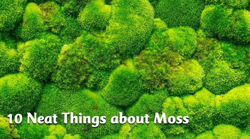 10 Neat Things about Moss