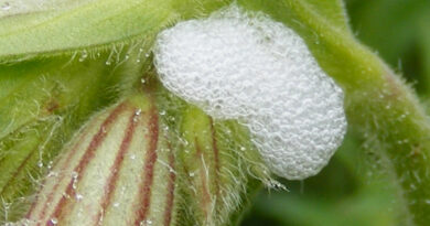 Spittlebug