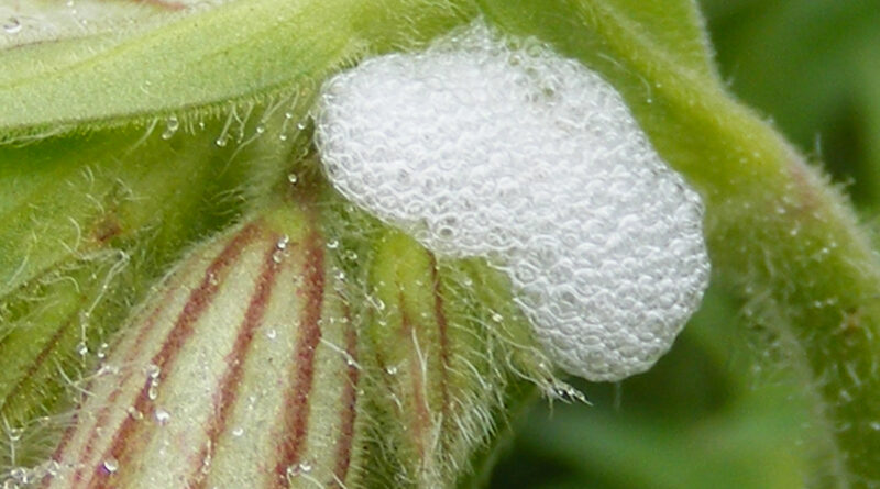 Spittlebug