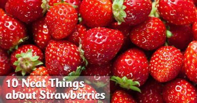 10 neat things about strawberries