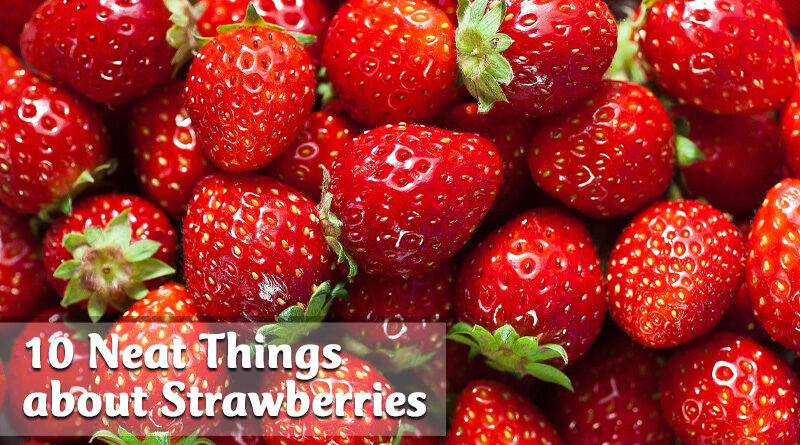 10 neat things about strawberries