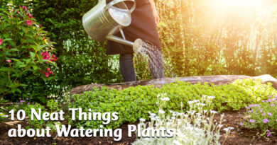 10 Neat Things about watering plants