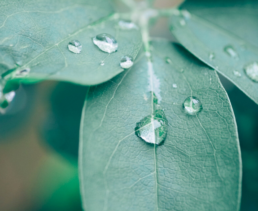 Water droplets on leaves.