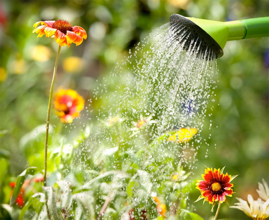 Water is essential to a plant's growth.