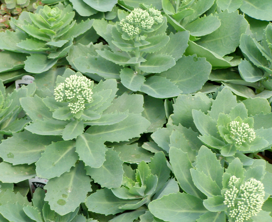 Fleshy leafed sedum needs less watering plants