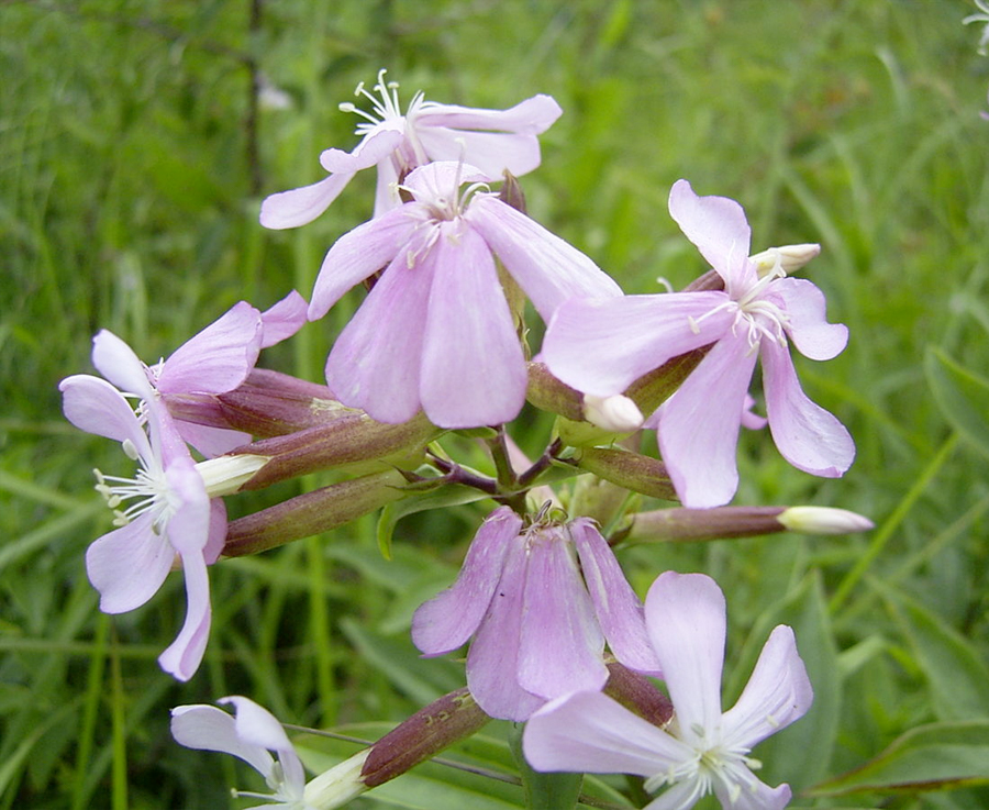 Saponaria watering plants