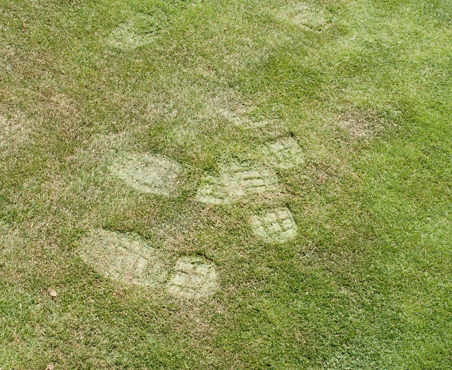 Footprints on the lawn means it needs watering plants