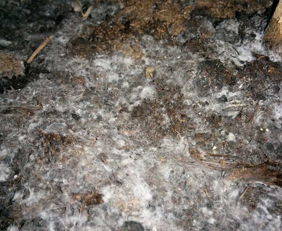 Watering plants in the evening can promote fungus.