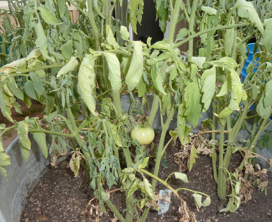 Tomato plant wilting due to thirst.