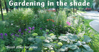 shade garden