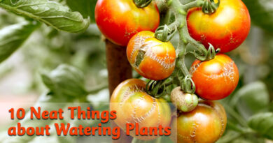 10 Neat Things about tomato troubles