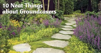 10 neat things about groundcover