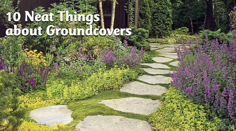 10 neat things about groundcover