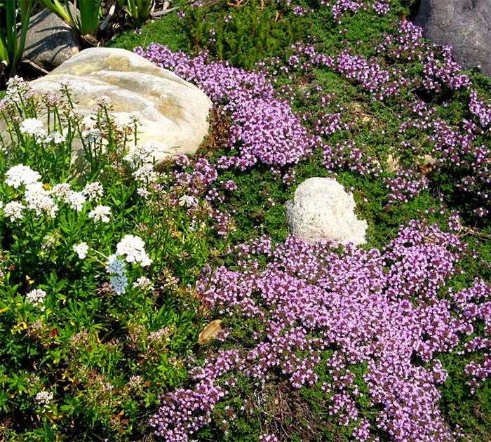 thyme groundcover