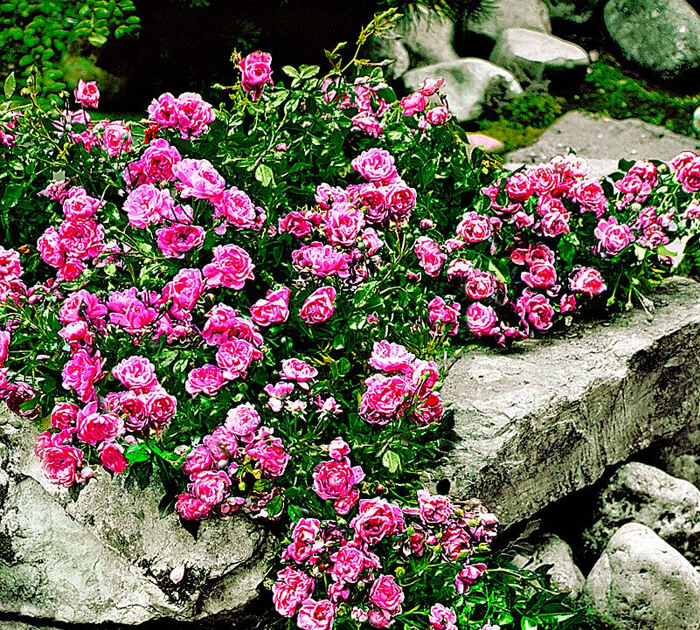 rambling rose as groundcover