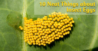 10 neat things about insect eggs