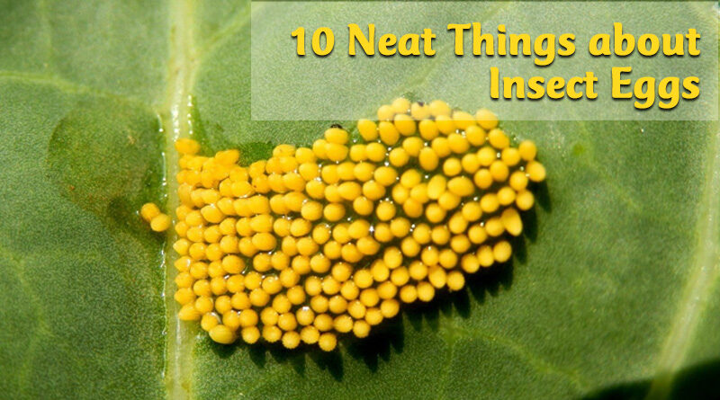 10 neat things about insect eggs