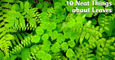 10 Neat Things about leaves
