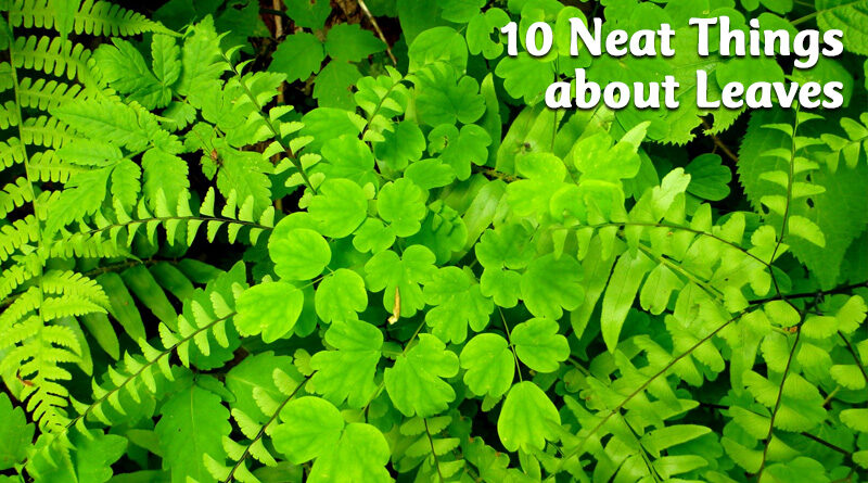 10 Neat Things about leaves