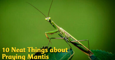 10 neat things about praying mantis