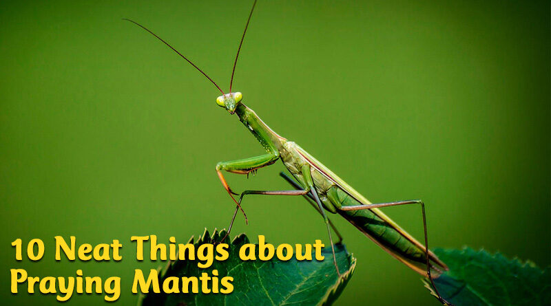 10 neat things about praying mantis